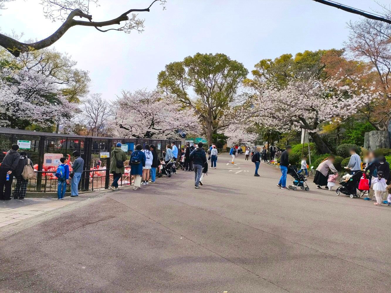 sakura_02